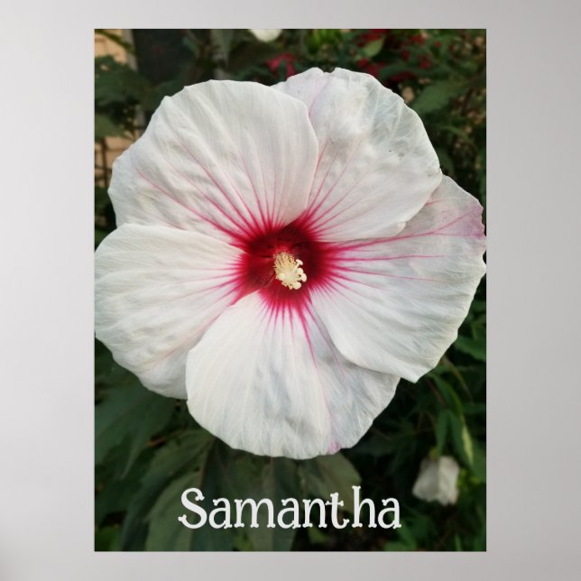 Customisable White Hibiscus with Hot Pink Centre Poster (Front)