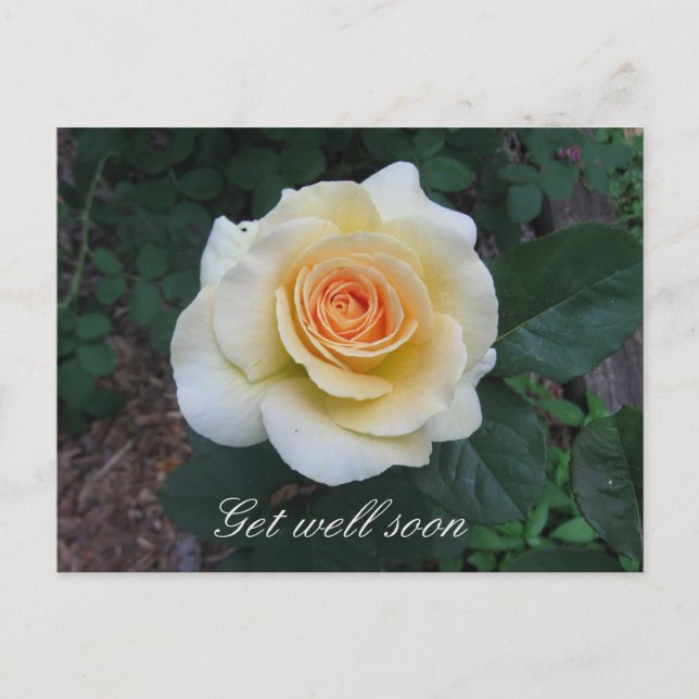 Customisable Yellow Rose Greeting Postcard (Front)