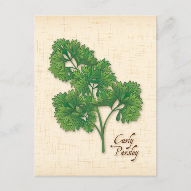 Customise Curly Parsley Herb Postcard (Front)