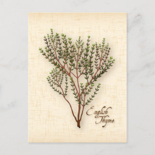 Customise English Thyme Herb Postcard