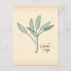 Customise Garden Sage Herb Postcard