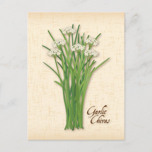 Customise Garlic Chives Herb Postcard (Front)