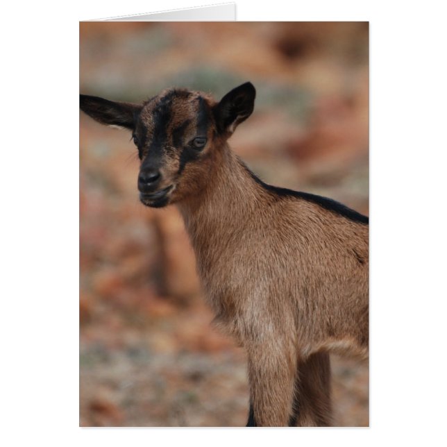 Customise Product (Front)