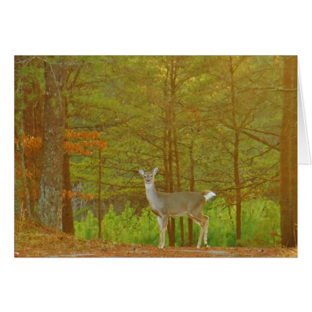 Customise Product (Front Horizontal)