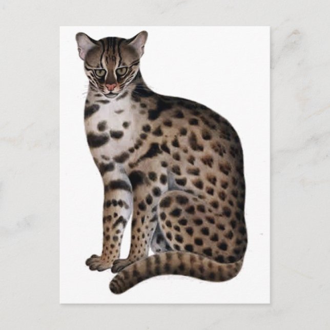 Customise Product Postcard (Front)