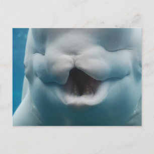 Customise Product Postcard