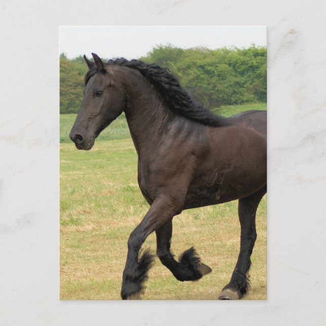 Customise Product Postcard (Front)