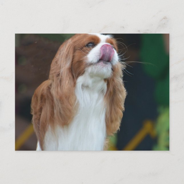 Customise Product Postcard (Front)