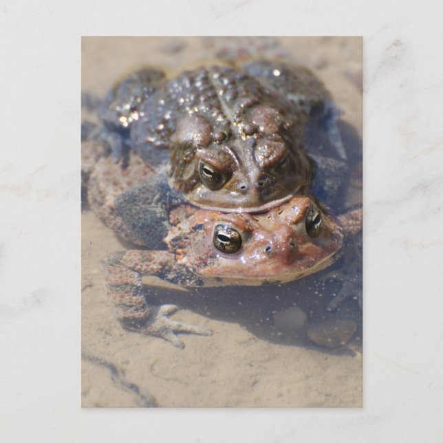 Customise Product Postcard (Front)