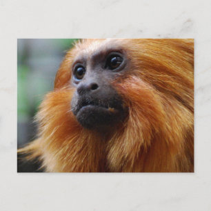 Customise Product Postcard