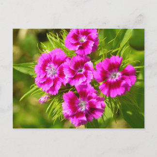 Customise Product Postcard