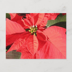 Customise Product Postcard