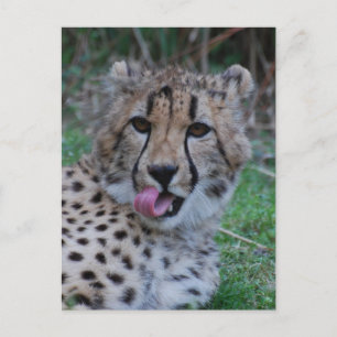 Customise Product Postcard
