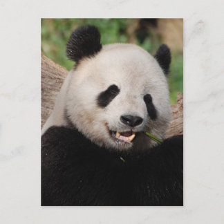 Customise Product Postcard