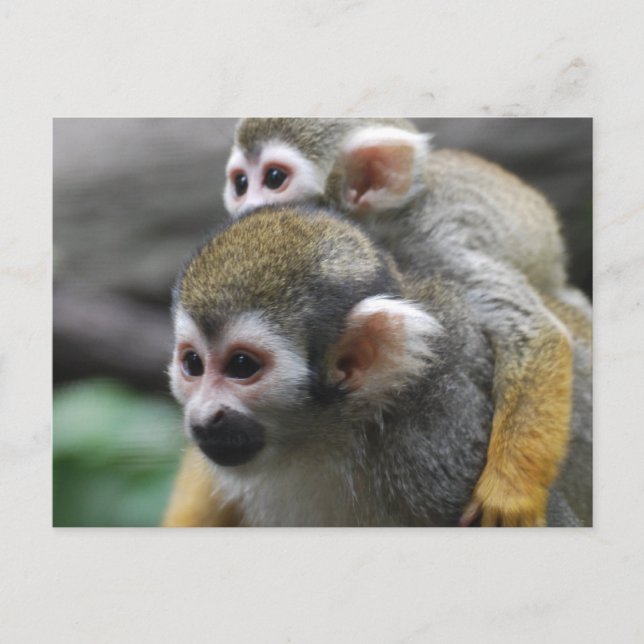 Customise Product Postcard (Front)