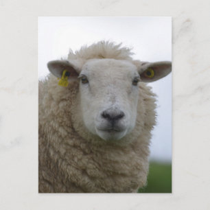 Customise Product Postcard