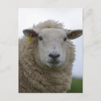 Customise Product Postcard
