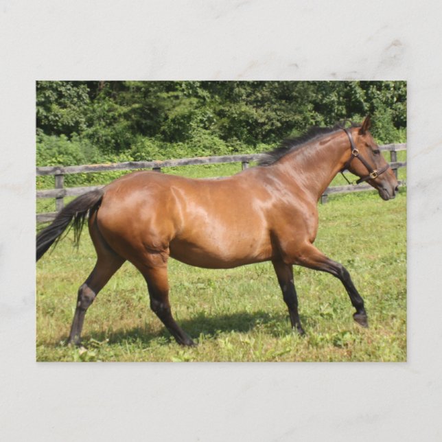 Customise Product Postcard (Front)