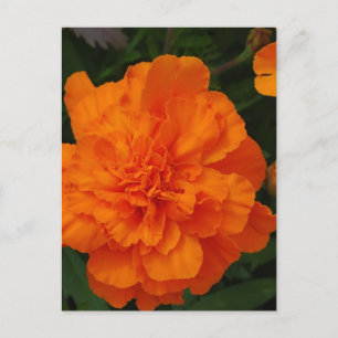 Customise Product Postcard