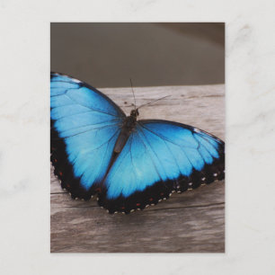 Customise Product Postcard