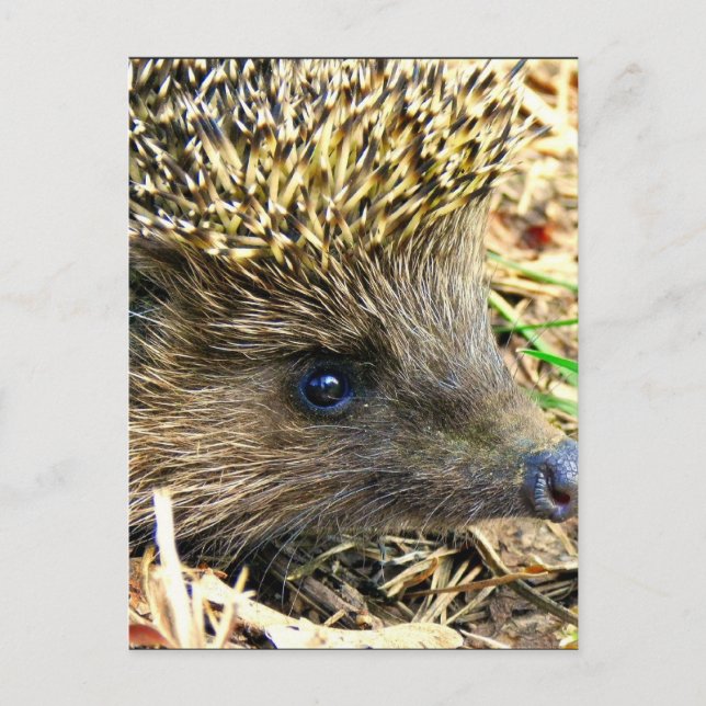 Customise Product Postcard (Front)