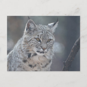 Customise Product Postcard