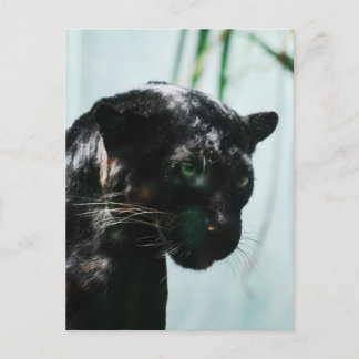 Customise Product Postcard