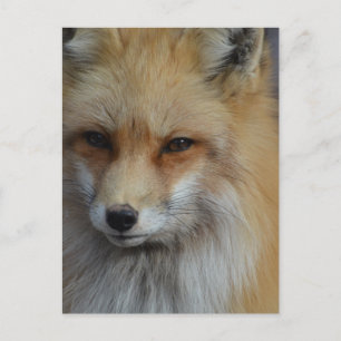 Customise Product Postcard