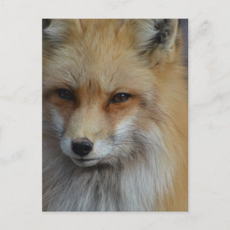 Customise Product Postcard