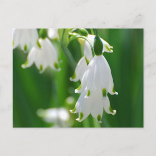 Customise Product Postcard