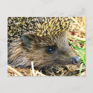 Customise Product Postcard