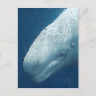 Customise Product Postcard