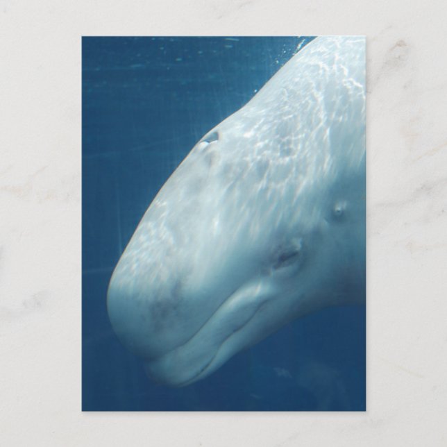 Customise Product Postcard (Front)