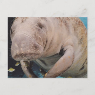 Customise Product Postcard