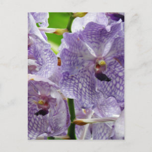Customise Product Postcard