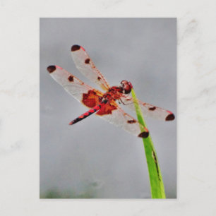 Customise Product Postcard