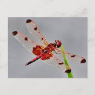 Customise Product Postcard