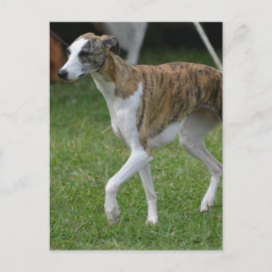 Customise Product Postcard