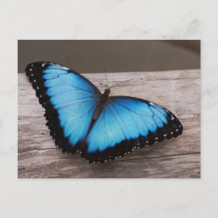 Customise Product Postcard