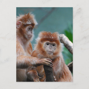 Customise Product Postcard