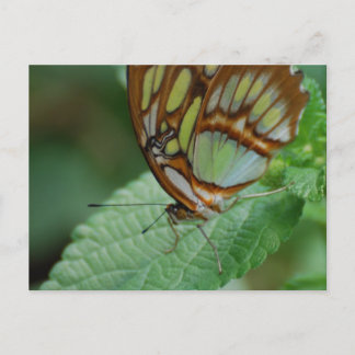 Customise Product Postcard