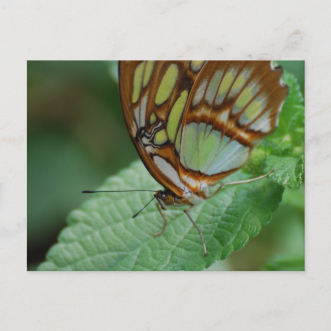 Customise Product Postcard (Front)