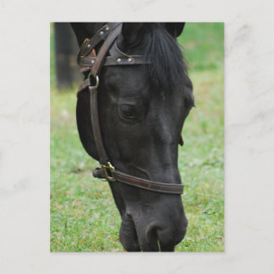 Customise Product Postcard