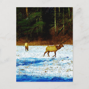 Customise Product Postcard