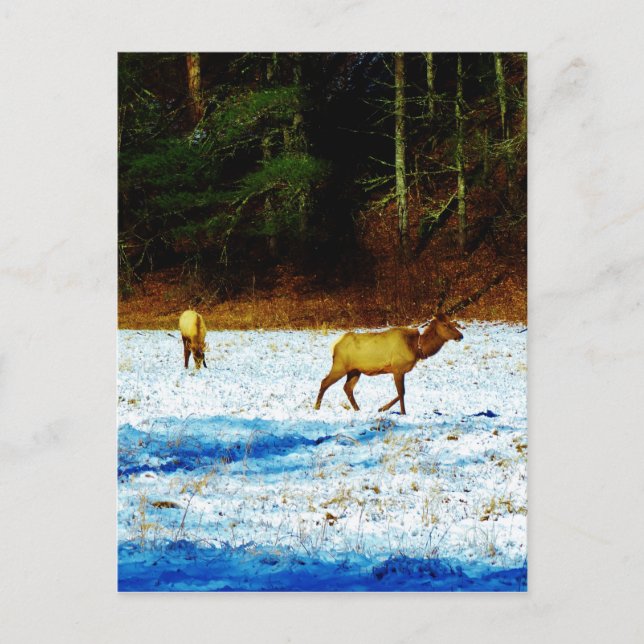 Customise Product Postcard (Front)