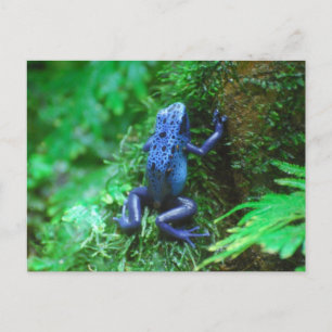 Customise Product Postcard