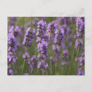 Customise Product Postcard