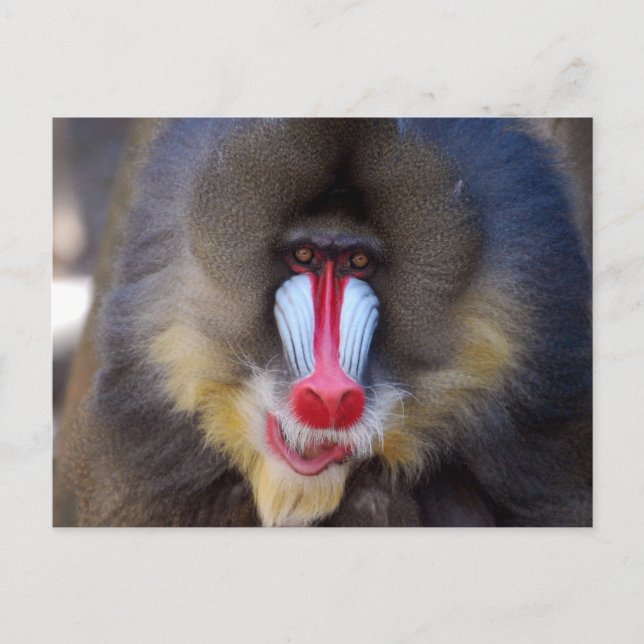 Customise Product Postcard (Front)