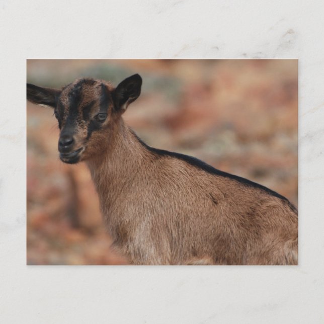 Customise Product Postcard (Front)