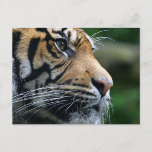 Customise Product Postcard